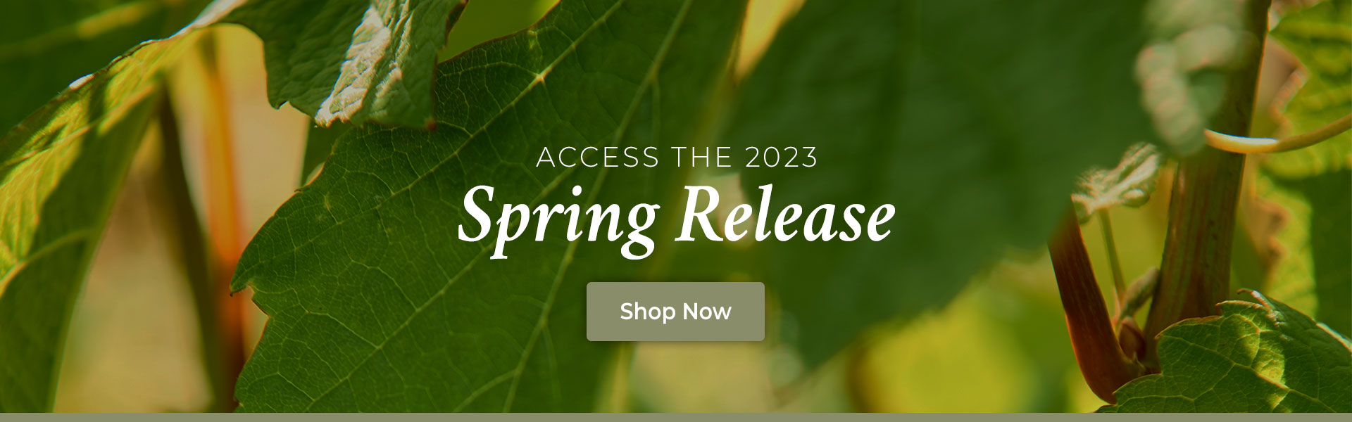 The Spring Release 2023
